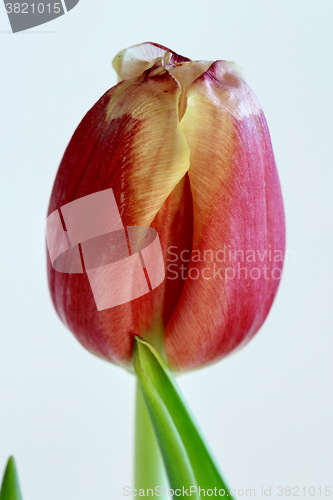 Image of  One flower of red tulip