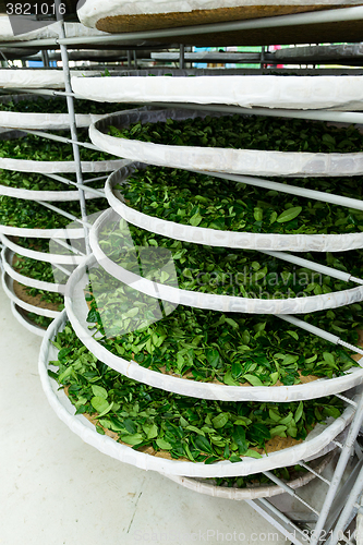 Image of Fermentation racks of tea in factory