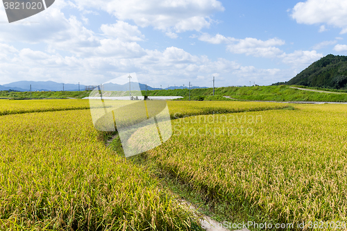 Image of Autumn rice meadow
