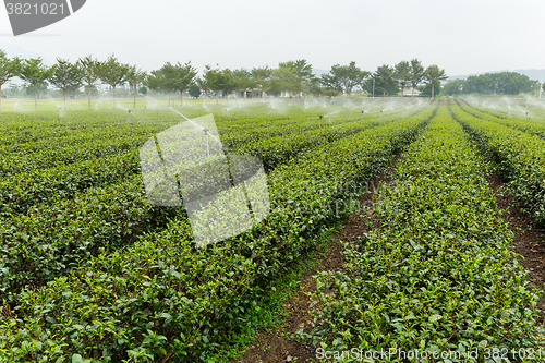 Image of Green tea plant with water supply