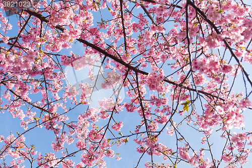 Image of Sakura against blue sky