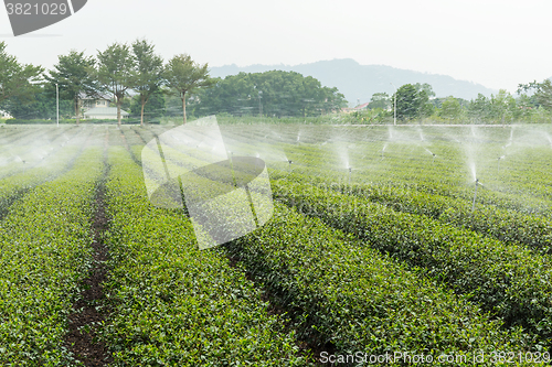 Image of Green Tea Plantation Fields with water sprinkler system