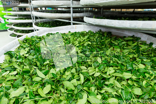 Image of Fermentation of tea in factory