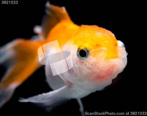 Image of Beautiful Gold fish
