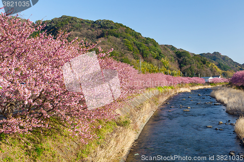 Image of Kawazu Cherry 