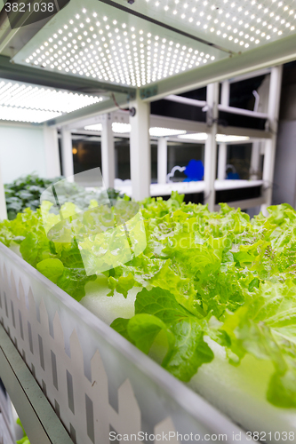 Image of Cultivation hydroponics green vegetable in farm