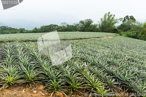 Image of Pineapple field