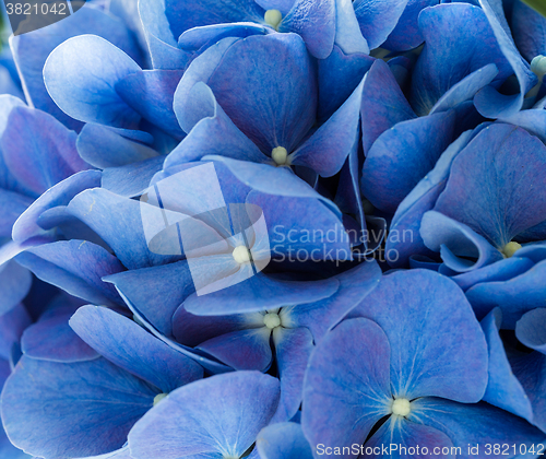 Image of Plant hydrangeas 