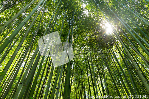 Image of Bamboo forest