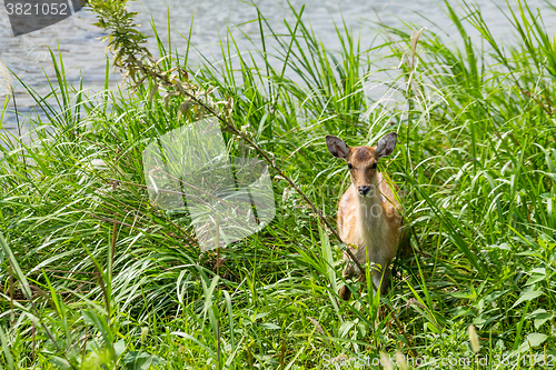 Image of Roe Deer