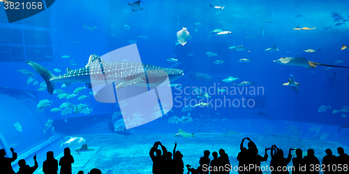 Image of Japan Okinawa aquarium 