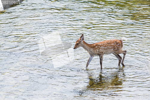 Image of Roe deer walking though the lake