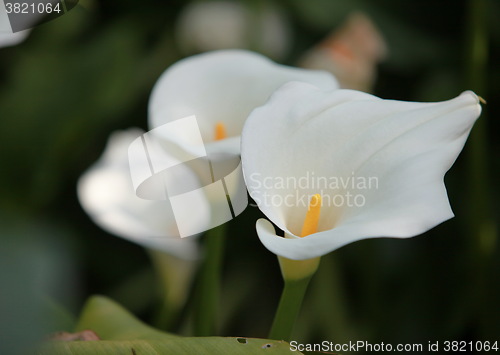 Image of calla white flowers