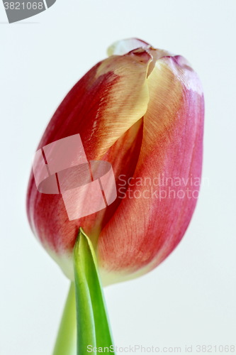 Image of  red tulip isolated on white 