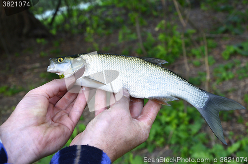 Image of Asp (Aspius aspius) Fish in hand fisherman closeup