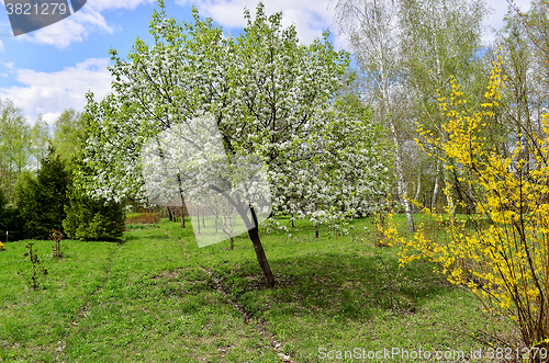 Image of Flowering trees in autumn garden on a sunny day