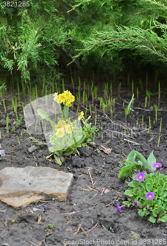 Image of Blooming primroses in the garden in the garden in spring