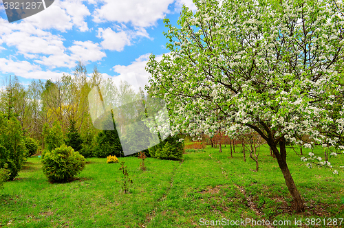 Image of Flowering trees in autumn garden on a sunny day