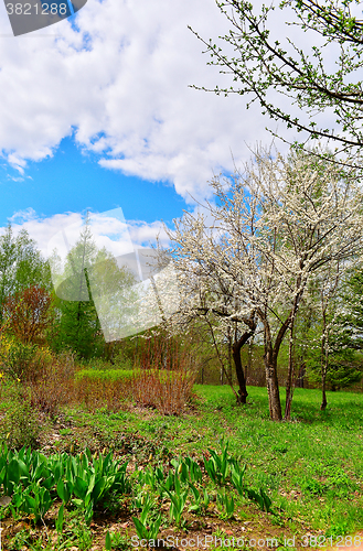 Image of Flowering trees in autumn garden on a sunny day