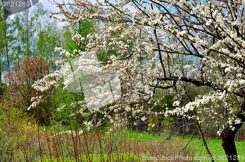 Image of Blooming plum tree in spring garden on a sunny day