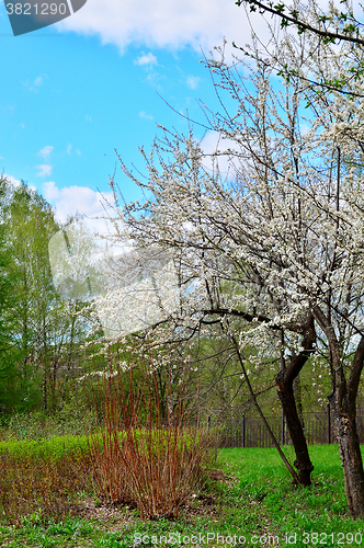 Image of Flowering trees in autumn garden on a sunny day