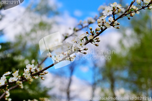 Image of Flowering trees in autumn garden on a sunny day