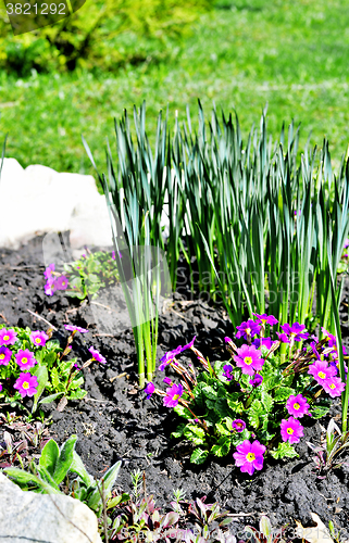 Image of Blooming purple primrose in a flowerbed in spring