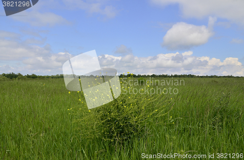 Image of Rural summer landscape 