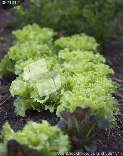 Image of Salad garden