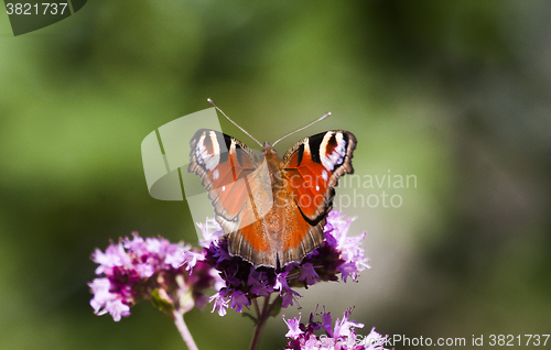 Image of peacock butterfly