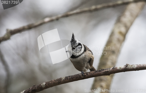 Image of crested tit