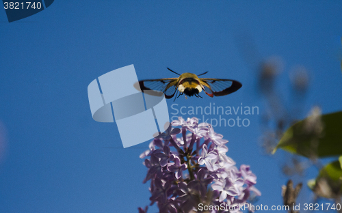 Image of  broad-bordered bee hawk-moth