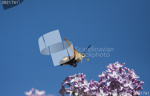 Image of flying moth