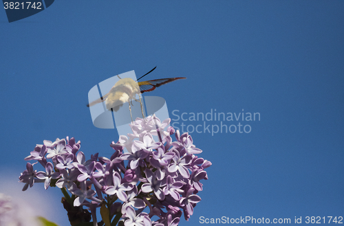 Image of flying moth