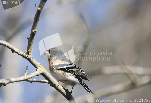 Image of brambling