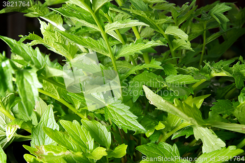 Image of Valerian plant