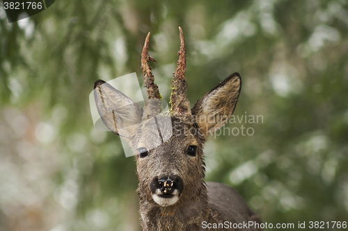 Image of roebuck