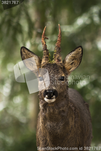 Image of roebuck