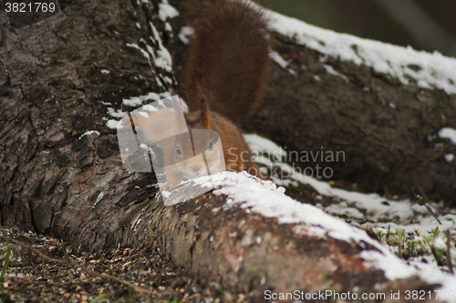 Image of squirrel on root