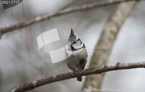 Image of crested tit