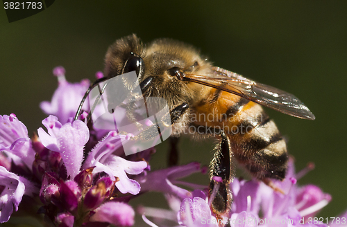 Image of pollinating honey bee