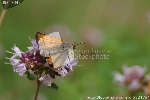 Image of the large skipper