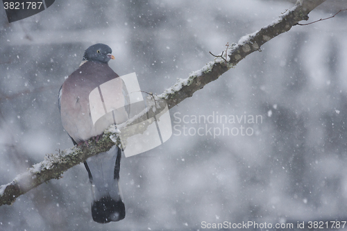 Image of wild pigeon