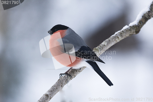 Image of bullfinch