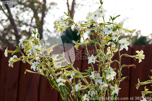 Image of nicotiana alata  flowers with picket fence