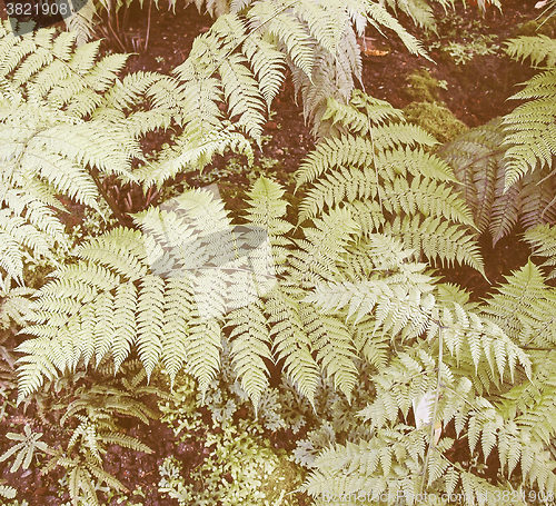 Image of Retro looking Ferns