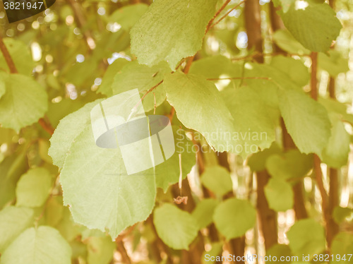 Image of Retro looking Hazel tree leaf