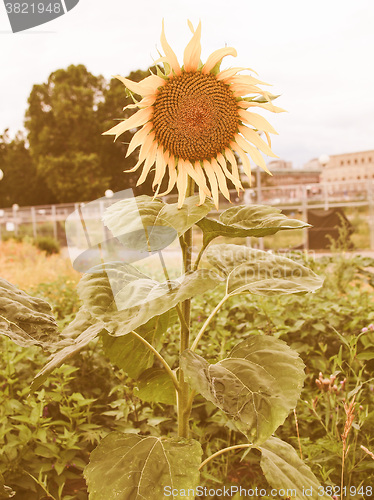 Image of Retro looking Sunflower flower