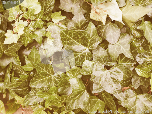Image of Retro looking Green ivy background