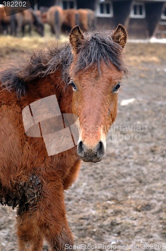 Image of Maddy horse portrait